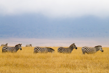Fototapeta na wymiar Zebras on Ngorongoro Conservation Area crater, Tanzania