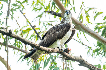 Western Osprey grabbing a freshwater fish perching on a tree