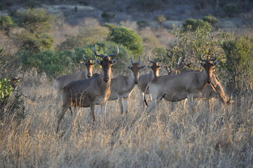 Wilderbeast in Kenya
