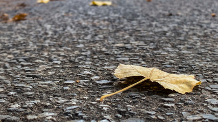 Single closeup dry brown leaf on asphalted street 