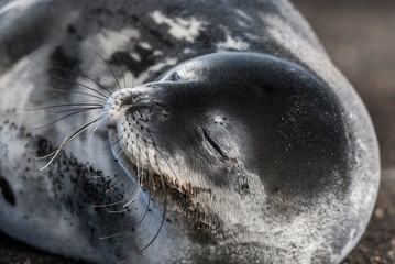 Weddell seal resting on an antartica beach,Antartic Peninsula