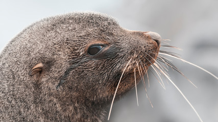 Antarctic fur seal,Arctophoca gazella, an beach, Antartic peninsula.