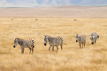 Zebras on Ngorongoro Conservation Area crater, Tanzania