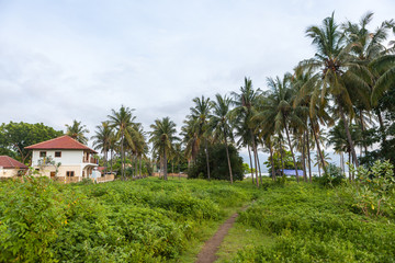 coconut trees in the jungle. summer day, Thailand