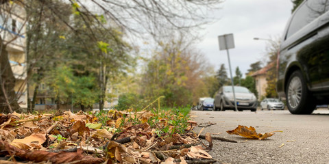 Pile of dry leaves next to side walk