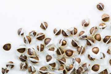 Moringa Oleifera seeds on white background. Moringa seed is a good source of antioxidants. It is a useful herb that can be used to make both leaf and stem.