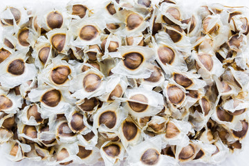 Moringa Oleifera seeds on white background. Moringa seed is a good source of antioxidants. It is a useful herb that can be used to make both leaf and stem.