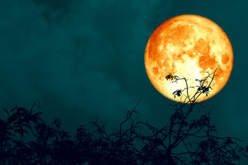 full oak blood moon back on branch tree in the night sky © darkfoxelixir