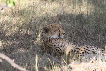 Cheetah