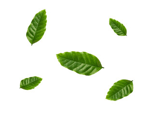 Fresh green leaf on white background