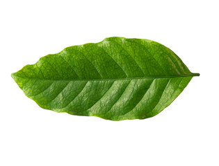 Fototapeta na wymiar Fresh green leaf on white background