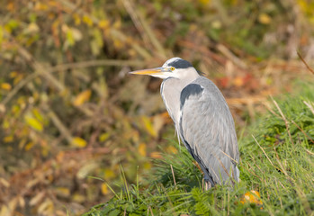 Grey heron