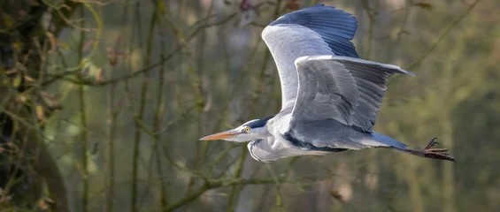 Foto op Plexiglas Grey heron in flight © peter