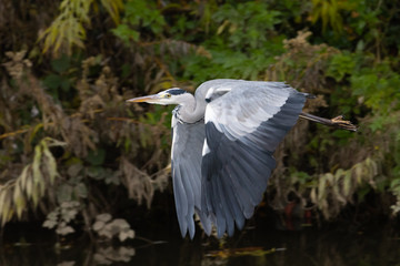 Grey heron in flight