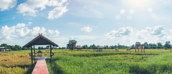 The rice field atmosphere in the Thai countryside