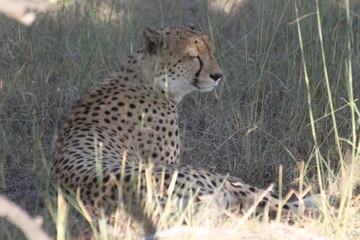 Cheetah