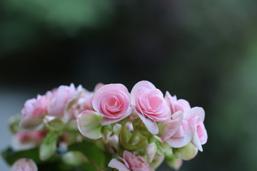 pink beauty flower in the garden