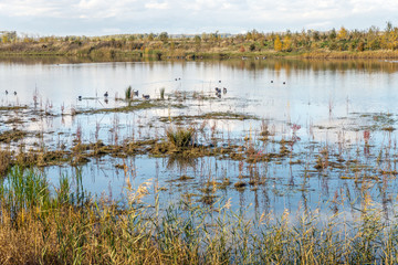 Wide creek in Dutch nature reserve