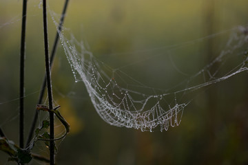 Spiderweb with dew