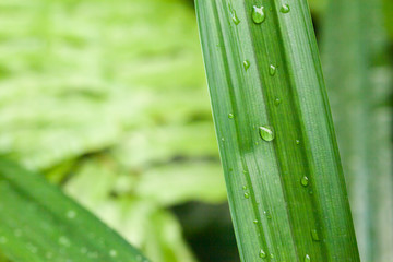 Close up rain drop on pandanus leaf