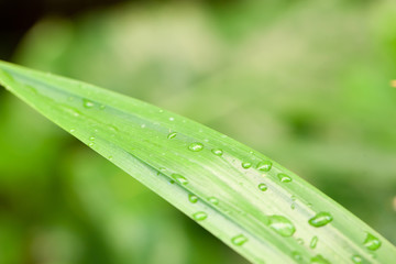 Close up rain drop on pandanus leaf