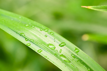 Close up rain drop on pandanus leaf