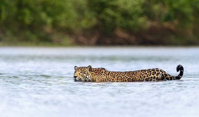 Close up of a Jaguar swimming in water