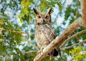 Foto auf Acrylglas Close up of Great horned owl perched in a tree © giedriius