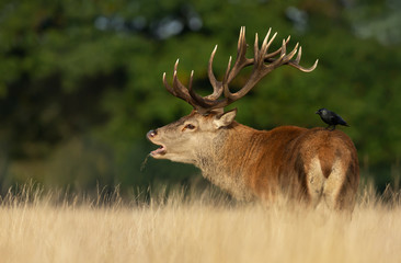 Red deer stag calling during rutting season in autumn
