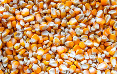 background of corn seeds