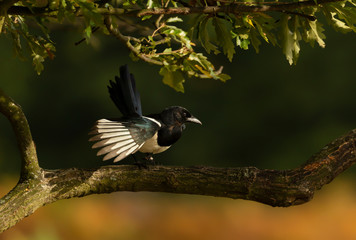 Close up of an Eurasian Magpie perched in a tree