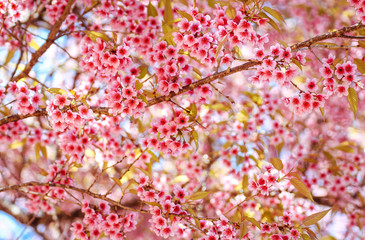 Close up of Wild Himalayan Cherry flowers or Sakura