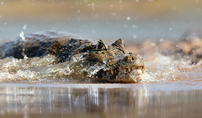 Close up of a Yacare caiman in splashing water - obrazy, fototapety, plakaty
