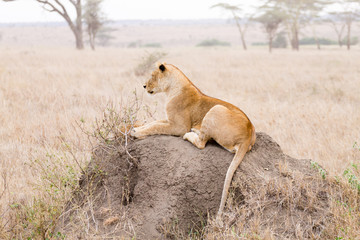 Lioness close up. Serengeti National Park, Tanzania, Africa