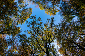 Tree crowns and a blue sky