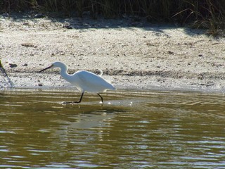 Water birds in the wetlands