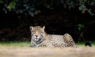 Close up of a Jaguar lying on a river bank