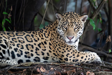 Close up of a Jaguar lying on a tree