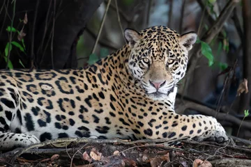 Foto op Plexiglas Close up of a Jaguar lying on a tree © giedriius