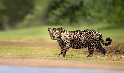 Foto op Plexiglas Close up of a Jaguar walking near river © giedriius
