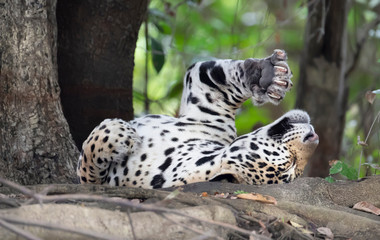 Close up of a Jaguar stretching on a fallen tree