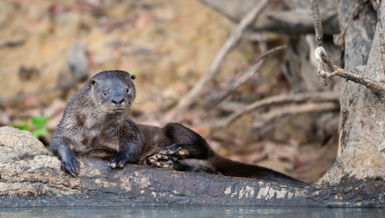 Close up of a neotropical otter