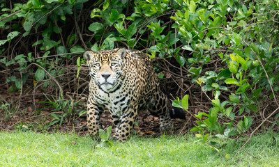 Close up of a Jaguar Pantanal, Brazil
