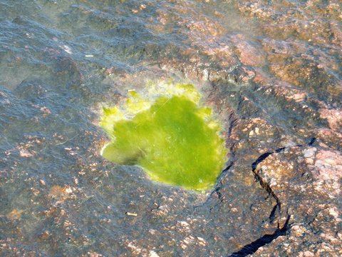 Algee growing on the Jetti Rocks