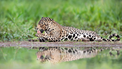 Close up of a jaguar on a river bank