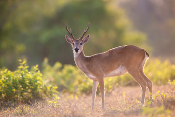 Naklejka na ściany i meble Close up of a Pampas deer at sunset