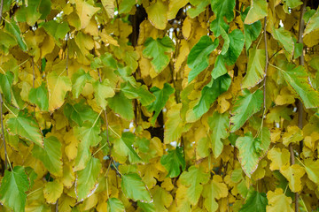 Decorative mulberry on a warm autumn sunny day