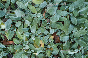 Stachys byzantina plant on a warm autumn sunny day.