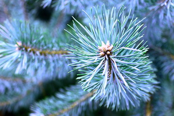 Naklejka na ściany i meble spruce branch with sharp spruce needles on background of other spruce branches as Christmas background for New Year card with illusion of smell of spruce