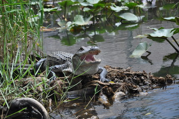 Alligator